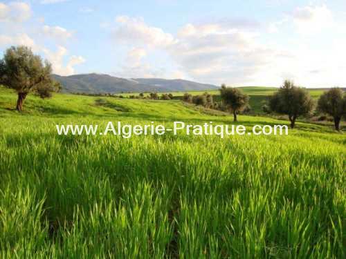 Algerie Pratique Wilaya Wilaya El Tarf